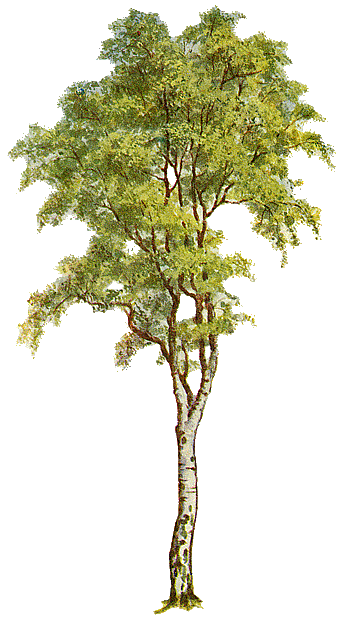 Butler Tree